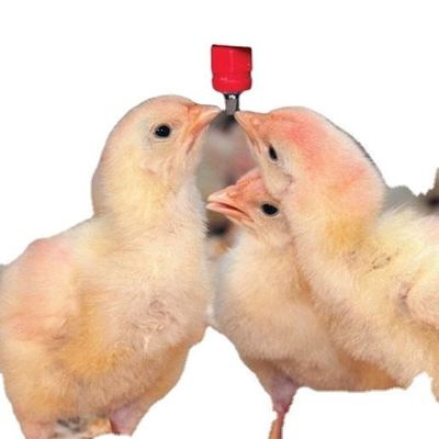 Auto Broiler Nipple Drinker With Cup Nipple System In Poultry Farm