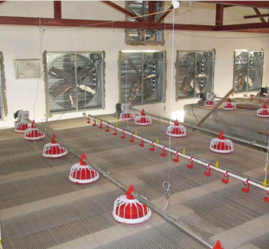 自動鶏家禽装置鶏の給餌ライン 50-100kg/H 1