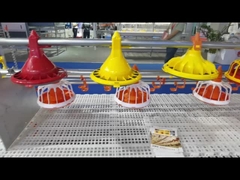 自動家禽供給システム